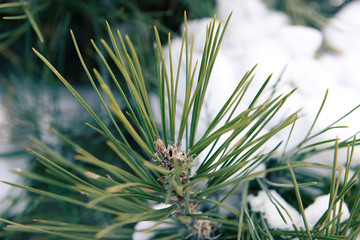 Naklejka na ściany i meble Snowy pine tree branches, closeup