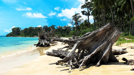 Fototapeta na wymiar Driftwood on pristine Wandoor Beach, Port Blair, Andaman and Nicobar Islands, India, Asia.