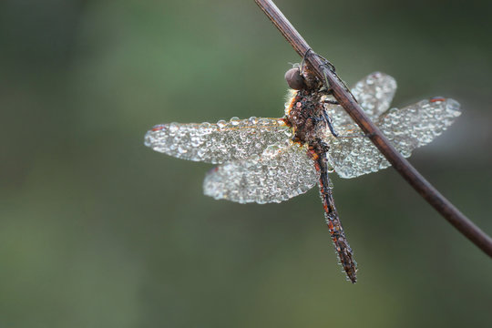 Macro. The dragonfly in the dew early morning