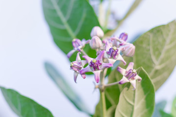 Obraz premium crown flower, giant Indian milkweed, gigantic, swallowwort