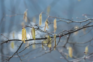 Catkins of Common Hazel (Corylus avellana)