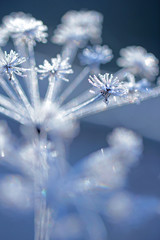 Frozen flower in blue tone, very shallow focus