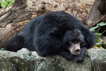  Asiatic black bear