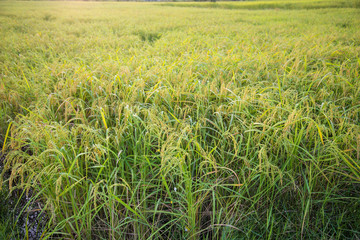 Paddy rice