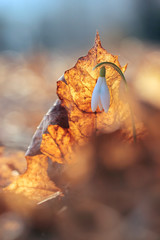 Sunlit forest full of snowdrop flowers in spring season