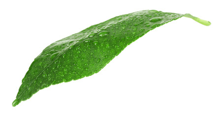 Green citrus leaf with droplets isolated on white