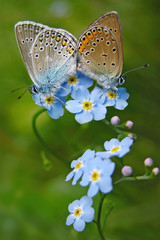 Love  - Forget Me Not Flower with common blue butterflies