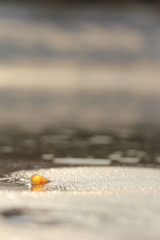 Obraz premium Amber stone on the beach