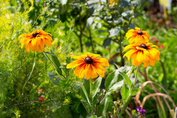 Floral postcard for your design