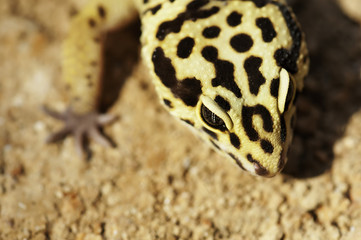 Gecko on the sand