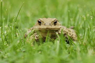 Frog in the grass, close up