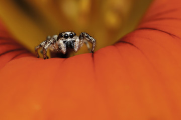 Jumping spider