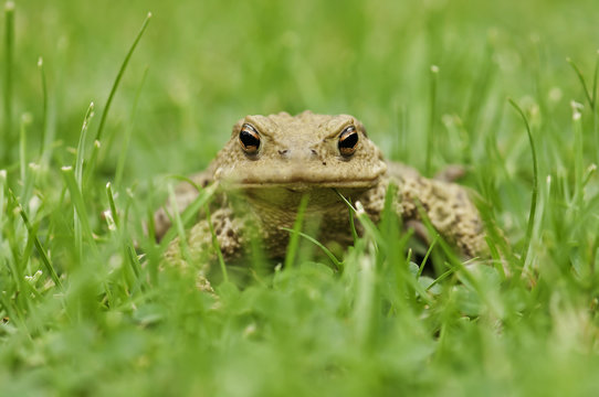 Frog in the grass, close up