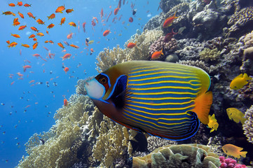 Fototapeta na wymiar Tropical Fish on Coral Reef in the Red Sea