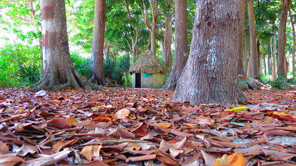 Low angle view of a small thatched hut in a forest.