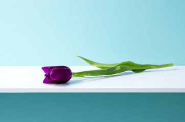 青い背景と棚と紫色のチューリップ