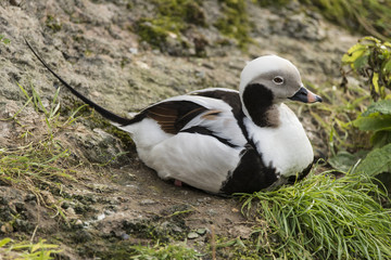Beautiful long tailed duck Clangula Hyemalis bird
