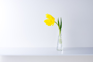 白い背景と棚と花瓶と黄色いチューリップ