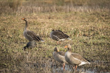 Beautiful greylag goose Anser Anser in wetland landscape