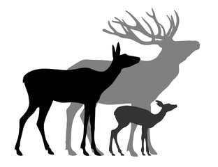 Deers