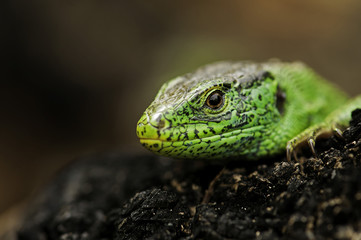 Green lizard