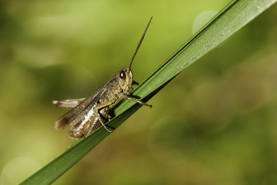 Grasshopper on blade of grass