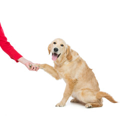 Young beautiul golden retriever dog