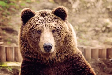 Fotobehang Bear © Dimitar Marinov