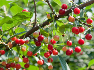 Obraz premium Red cherries on the branch, sunny summer day