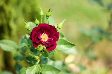 red rose flower