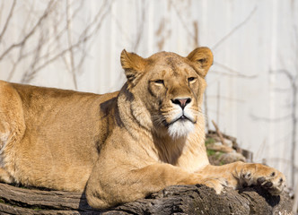 Lioness