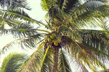 Obraz na płótnie Canvas coconut grove with mature coconuts summer in the tropics