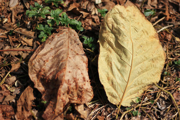 leaf of teak tree