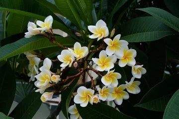 Papier Peint photo Lavable Frangipanier white frangipani tropical flower, plumeria flower fresh blooming