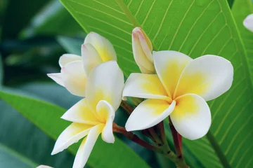 Keuken spatwand met foto white frangipani tropical flower, plumeria flower fresh blooming © sutichak