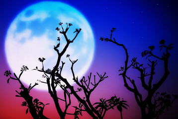 Silhouette of flower and tree on blur Moon background.