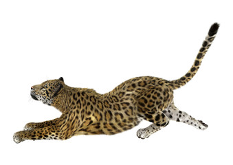 Big Cat Jaguar on White