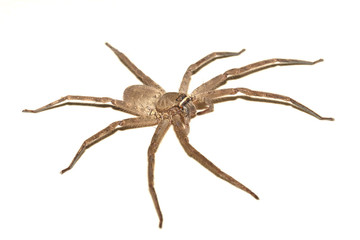 One spider isolated on white background