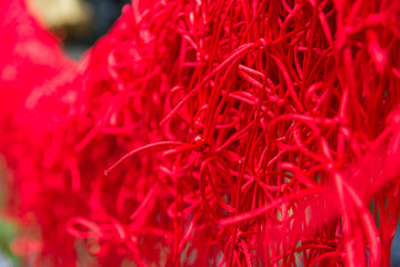 Knot of red rope for lovely couple wish in Temple with selective focus