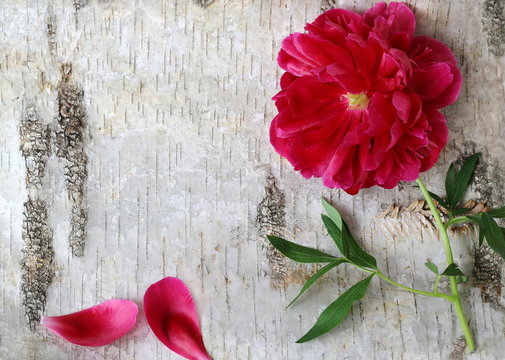 Peony flower on a wooden background. Floral background with peonia flower on a birch bark. Photo from above.