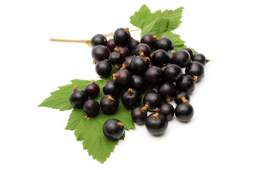 Branch of black currant on a white background.