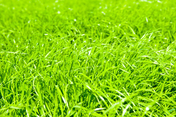 green grass (texture) 