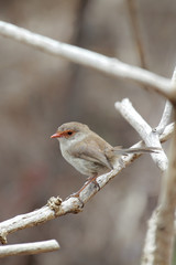 Prachtstaffelschwanz (Malurus cyaneus)
