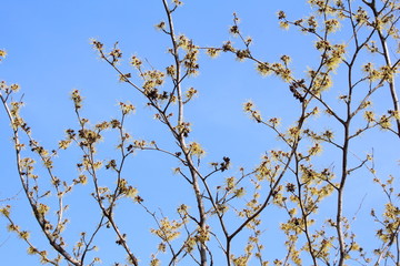 マンサクの花