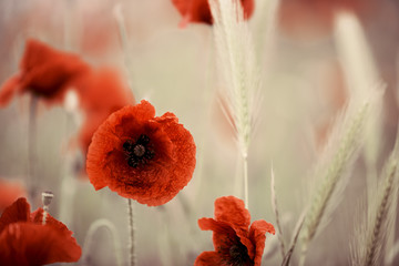 Fototapeta premium Klatschmohn im Frühling