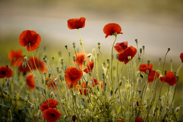 Obraz premium Maki kukurydziane na wiosnę