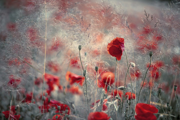 Klatschmohn im Frühling