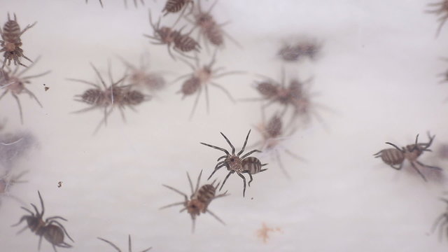 small Funnel-web spider linothele fallax
