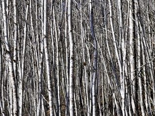 Trunks of grey alder trees 