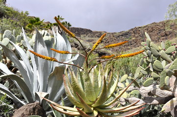 Landscape with cactuses and succulents in Gran Canaria